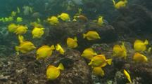 Large School Of Yellow Tangs, Lavender Tangs And Other Fish In Surge