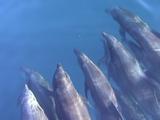Bottlenose Dolphins Surf A Boats Bow Wave