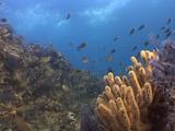 Scissortail Damselfish Swim In And Out Of View In A Strong Current