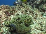 Octopus Hunting Towards Camera
