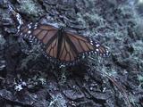 Migrating Monarch Butterfly Climbs Up Tree Trunk
