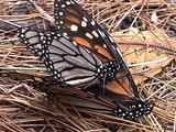 Migrating Monarch Butterflies