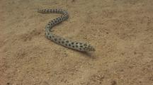 Tiger Snake Eel  Hunts In The Sand