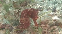 Sea Horse Moves Across Grassy Reef