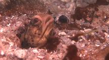 Juvenile Spotted Jawfish Cleans Up House