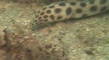 Tiger Snake Eel  Hunts On The Reef