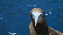 Brown Booby On Boat Railing