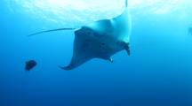 Giant Manta In Blue Water