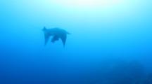 Giant Manta In Blue Water Emptying It's Stomach