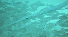 Reef Cornetfish Swims Past School Of Spottail Grunt