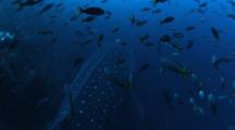 Whale Shark Swimming Through School Of Creolfish With Diver