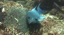 Giant Damselfish Protects And Cleans Eggs