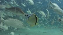 Barberfish Cleans The Mouth Of A Spottail Grunts, Looks Like A Kiss