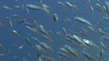 Spottail Grunt Fish Fry Darting Around Camera