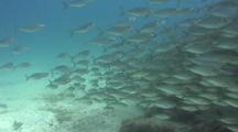 Prey Fish Escape As Predators Swim Towards Camera