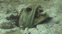 Jawfish Spits Dead Coral To The Side Of His Warren