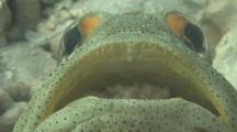 Jawfish Nurtures His Eggs In His Mouth