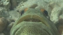 Jawfish Nurtures His Eggs In His Mouth