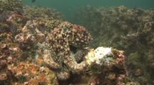 Octopus Apear Between The Rocks And Moves Towards Camera