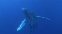 Young Humpback Whale Coming Up From The Deep