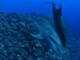 Bottlenose Dolphins Swimming Towards Camera