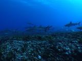 School Of Grey Reef Sharks Gather For Mating
