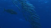 Group Of Barracudas, Possibly Heller's, With Jobfish Behind