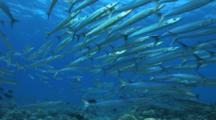 Group Of Barracudas, Possibly Heller's Swims Torwards Camera