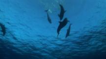 Fighting, Playing Dolphins, Jumping Out Of The Water, Shot From Below, Part2