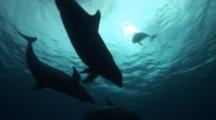 Fighting, Playing Dolphins, Jumping Out Of The Water, Shot From Below, Part4