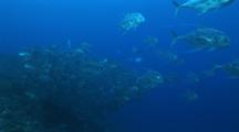 Large Groups Of  Threadfin Trevally And Bigeye Jackfish Swim Towards Camera, 