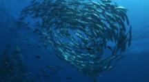  Camera Moves Towards A  Large Group Of Bigeye Jackfish Circling On The Reef