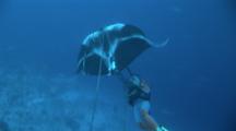 Manta Ray Entangled In Ropes, Failed Rescue Attempt
