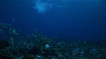 Camera Tracks Spawning Of Whitespotted Surgeonfish At Dusk