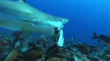 Shark Feeding,  Silvertip Shark Takes Bait, Hits Camera With Tail