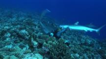  Silvertip Sharks Attacks Diver