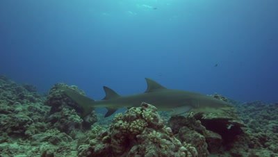 lemon shark is cruising the reef