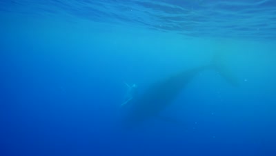 Whales Royalty Free Stock Footage
