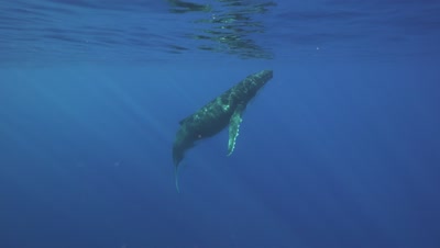 humpback whale ascends from its mother