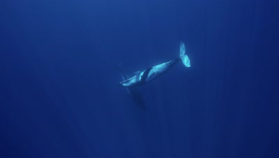 humpback whales dancing in clear blue water