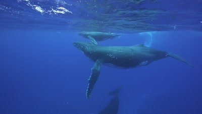 humpback whales, mother, baby and male escort