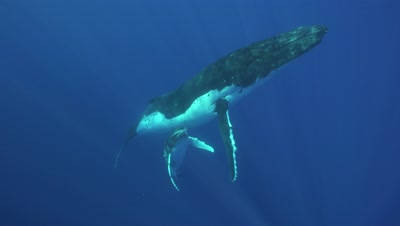 humpback whale, mother and calf ascend from the blue