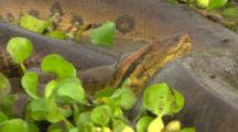 Anaconda Resting- Closeup
