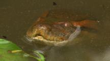 Anaconda- Head Closeup