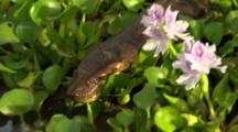 Anaconda Close Up Moves Over Plants