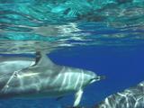 Spinner Dolphin Pod Aproaches Camera-Shallow Water, Good Light