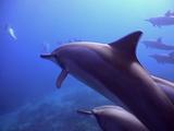  Spinner Dolphin Pod Swims By Camera