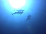 Spinner Dolphin Silhouette