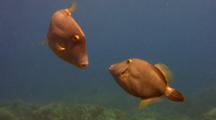 Pair Barred Filefish Traveling Near Camera