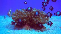 Isolated Cauliflower Coral, Many Juv Damsel Fish